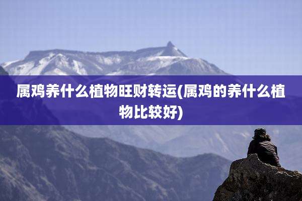属鸡养什么植物旺财转运(属鸡的养什么植物比较好)