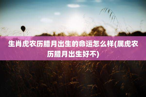 生肖虎农历腊月出生的命运怎么样(属虎农历腊月出生好不)