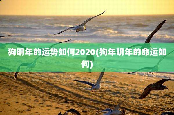 狗明年的运势如何2020(狗年明年的命运如何)