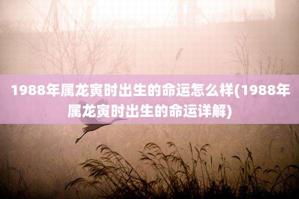 1988年属龙寅时出生的命运怎么样(1988年属龙寅时出生的命运详解)