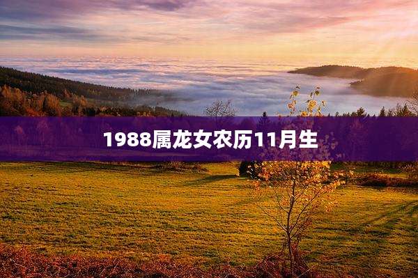 1988属龙女农历11月生