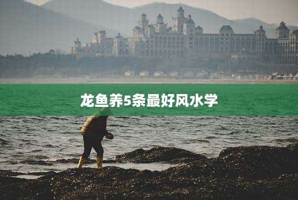 龙鱼养5条最好风水学