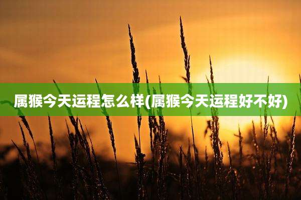 属猴今天运程怎么样(属猴今天运程好不好)