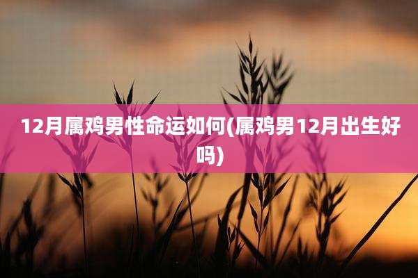 12月属鸡男性命运如何(属鸡男12月出生好吗)