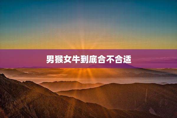 男猴女牛到底合不合适