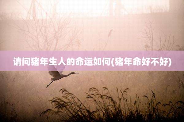 请问猪年生人的命运如何(猪年命好不好)