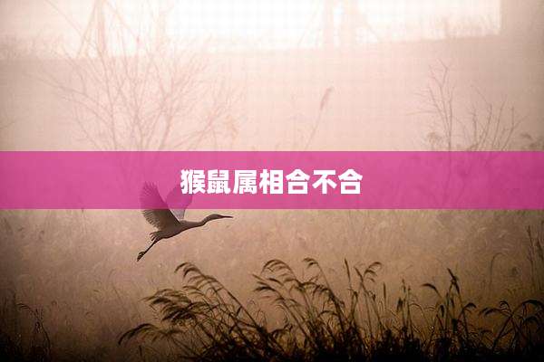 猴鼠属相合不合