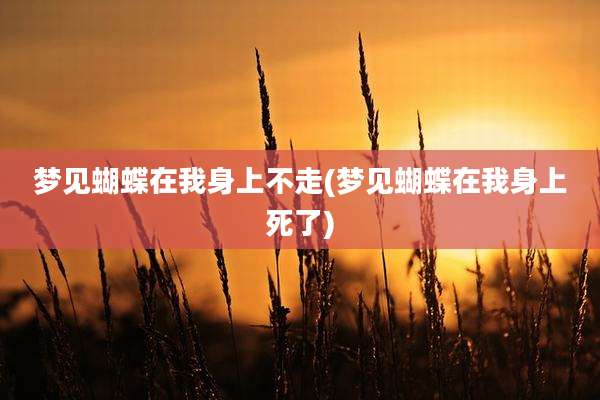 梦见蝴蝶在我身上不走(梦见蝴蝶在我身上死了)