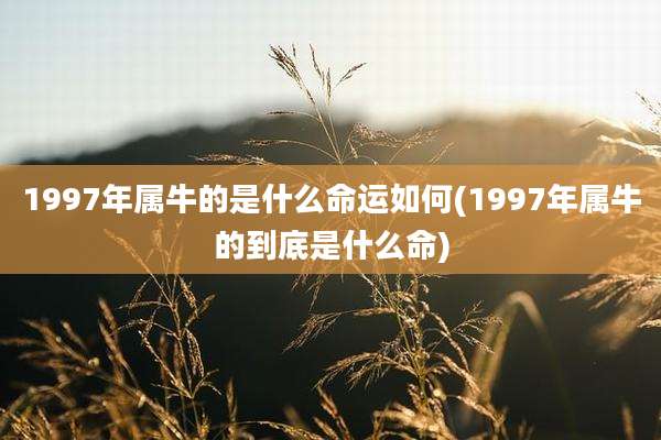 1997年属牛的是什么命运如何(1997年属牛的到底是什么命)