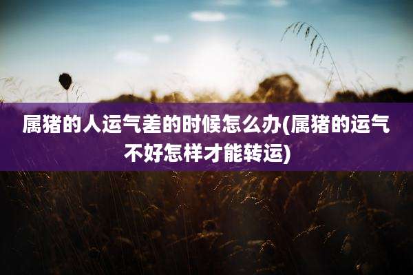属猪的人运气差的时候怎么办(属猪的运气不好怎样才能转运)