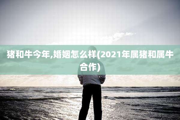猪和牛今年,婚姻怎么样(2021年属猪和属牛合作)