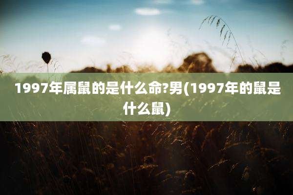 1997年属鼠的是什么命?男(1997年的鼠是什么鼠)