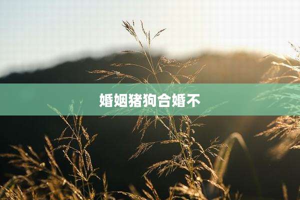 婚姻猪狗合婚不