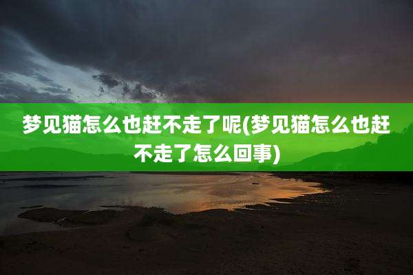 梦见猫怎么也赶不走了呢(梦见猫怎么也赶不走了怎么回事)