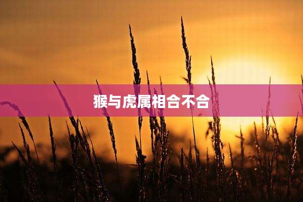 猴与虎属相合不合