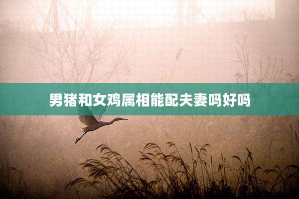 男猪和女鸡属相能配夫妻吗好吗