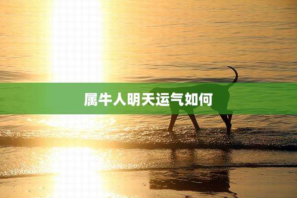 属牛人明天运气如何