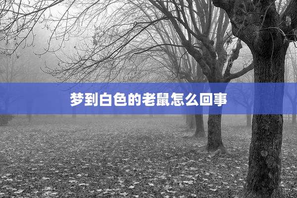 梦到白色的老鼠怎么回事