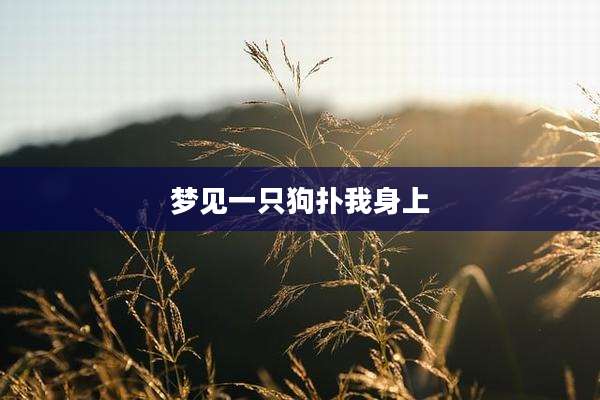 梦见一只狗扑我身上