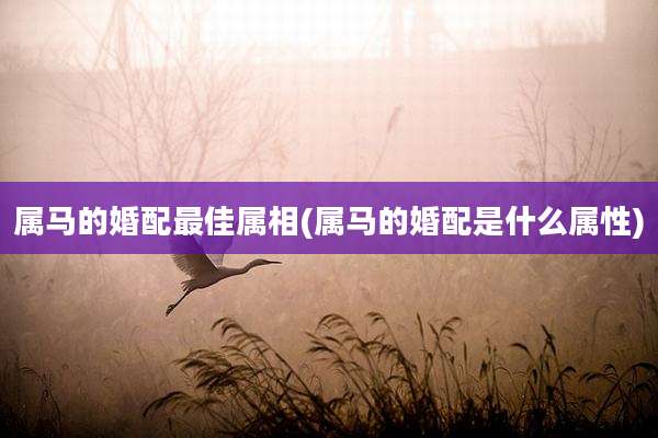 属马的婚配最佳属相(属马的婚配是什么属性)
