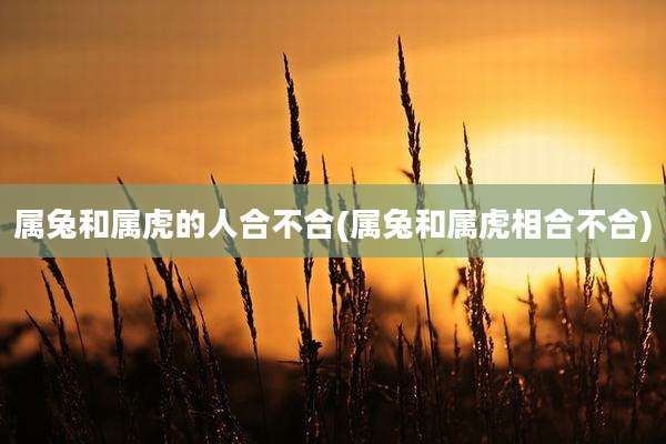 属兔和属虎的人合不合(属兔和属虎相合不合)