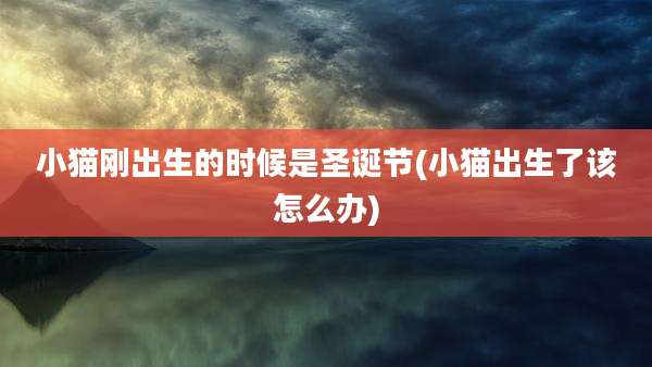 小猫刚出生的时候是圣诞节(小猫出生了该怎么办)