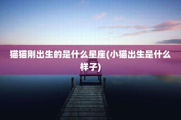 猫猫刚出生的是什么星座(小猫出生是什么样子)