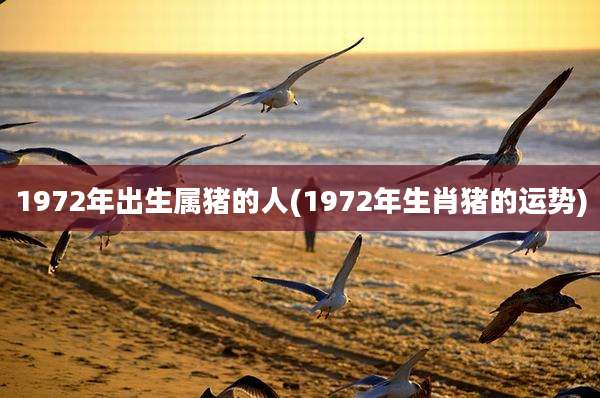 1972年出生属猪的人(1972年生肖猪的运势)