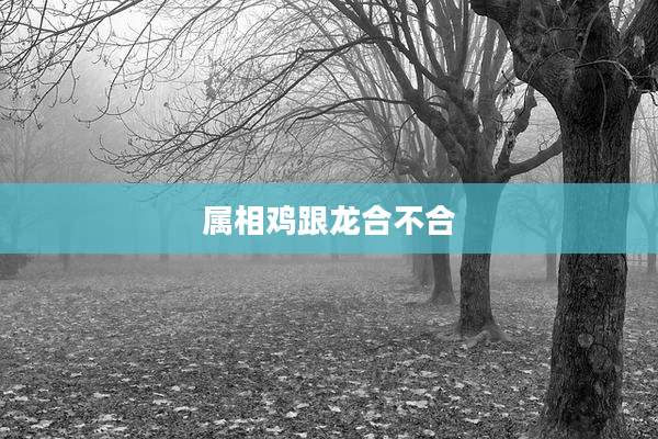 属相鸡跟龙合不合