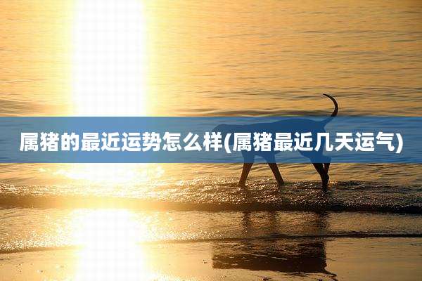 属猪的最近运势怎么样(属猪最近几天运气)