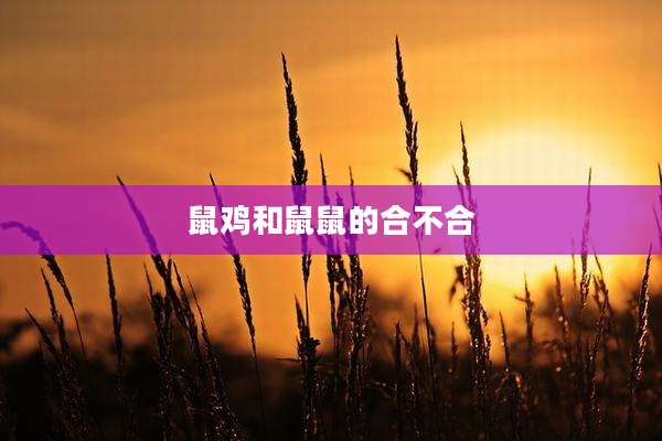 鼠鸡和鼠鼠的合不合