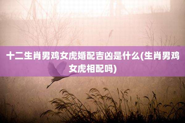 十二生肖男鸡女虎婚配吉凶是什么(生肖男鸡女虎相配吗)