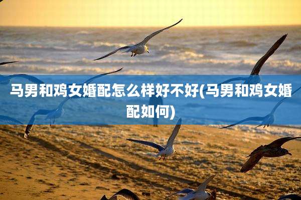 马男和鸡女婚配怎么样好不好(马男和鸡女婚配如何)