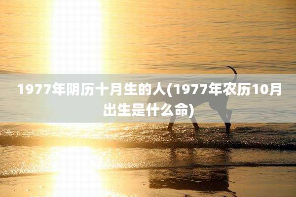 1977年阴历十月生的人(1977年农历10月出生是什么命)