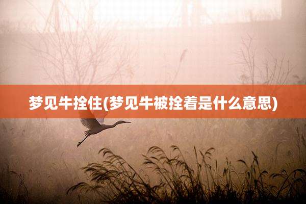 梦见牛拴住(梦见牛被拴着是什么意思)