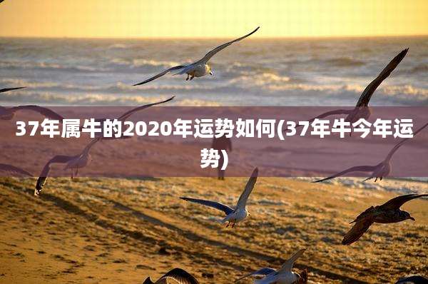 37年属牛的2020年运势如何(37年牛今年运势)