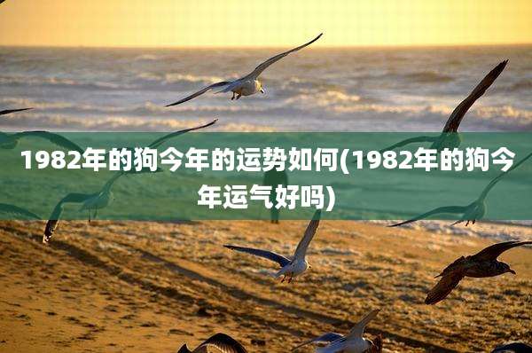 1982年的狗今年的运势如何(1982年的狗今年运气好吗)