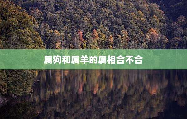 属狗和属羊的属相合不合