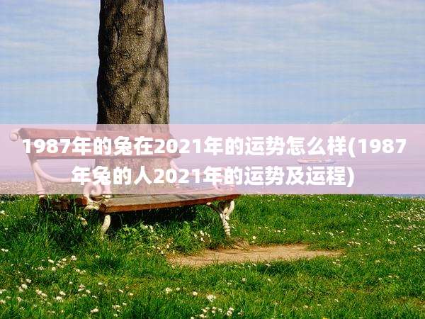 1987年的兔在2021年的运势怎么样(1987年兔的人2021年的运势及运程)