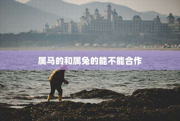 属马的和属兔的能不能合作