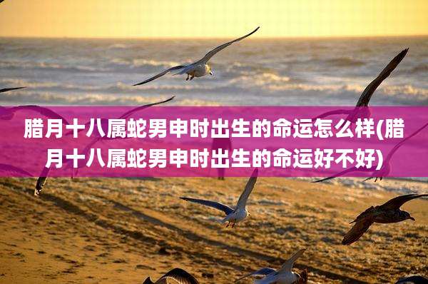 腊月十八属蛇男申时出生的命运怎么样(腊月十八属蛇男申时出生的命运好不好)