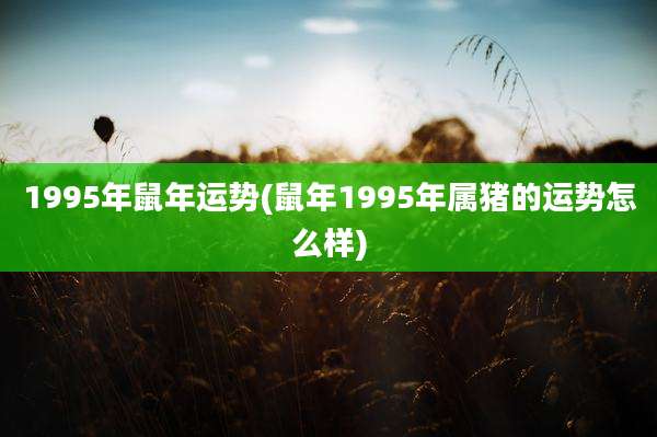 1995年鼠年运势(鼠年1995年属猪的运势怎么样)