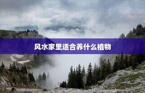 风水家里适合养什么植物