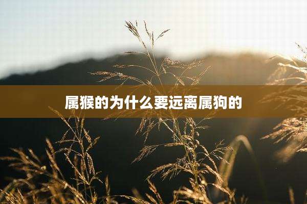 属猴的为什么要远离属狗的