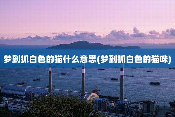 梦到抓白色的猫什么意思(梦到抓白色的猫咪)