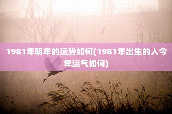 1981年明年的运势如何(1981年出生的人今年运气如何)
