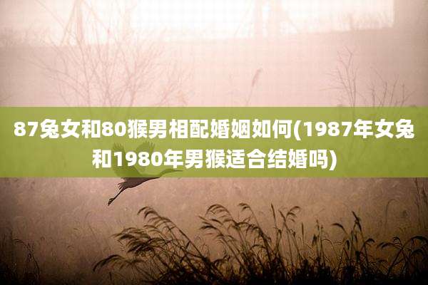 87兔女和80猴男相配婚姻如何(1987年女兔和1980年男猴适合结婚吗)