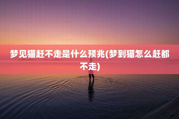 梦见猫赶不走是什么预兆(梦到猫怎么赶都不走)