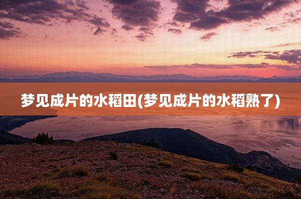 梦见成片的水稻田(梦见成片的水稻熟了)