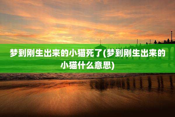 梦到刚生出来的小猫死了(梦到刚生出来的小猫什么意思)